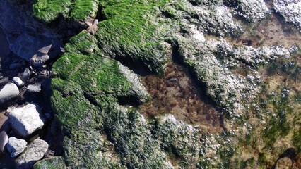 Dinosaur Footprints Staffin Beach, Isle of Skye, Scotlands. Footprints of Ornithopods, a group of...