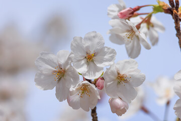 桜の花