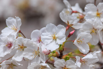 桜の花