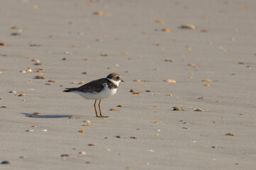 A semipalmated plover standing on the beach in Anastasia State Park