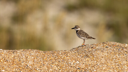 A banded Wilson's plover standing on the sand with a clean background at Anastasia State Park