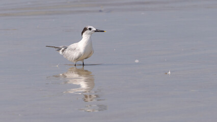 A single sandwich tern standing in shallow water on the beach in Anastasia State Park