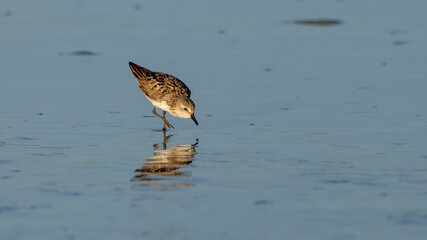 A semipalmated sandpiper reflected in the shallow water of the Matanzas River