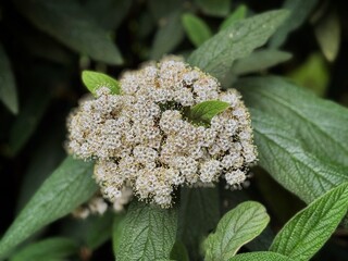 Leatherleaf viburnum flower close up