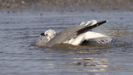 A laughing gull bathing