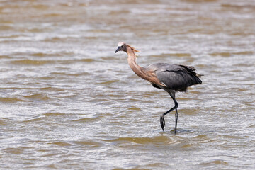 A reddish egret stalking fish at the Fort Matanzas National Monument