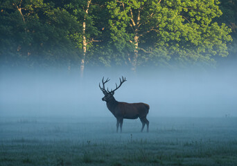 Obraz premium Deer in the Mist, Majestic stag with large antlers in an ethereal morning fog