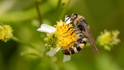 A feather-legged scoliid wasp perched on a white beggartick flower in Florida