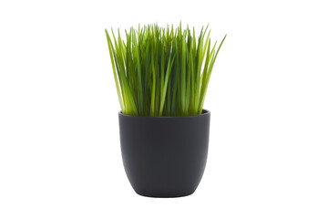 Vibrant green grass in a black pot isolated on transparent background