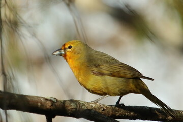 Hepatic tanager - female (Piranga flava)