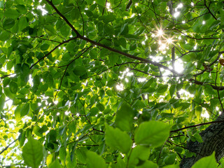 若葉を付けた樹木と木漏れ日