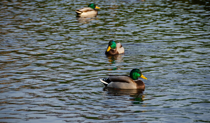 Kaczki na wodzie © Piotr