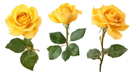 Set of Isolated Vivid Yellow Rose Flowers - High-resolution bright yellow rose blossoms on transparent background