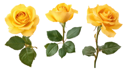  Set of Isolated Vivid Yellow Rose Flowers - High-resolution bright yellow rose blossoms on transparent background
