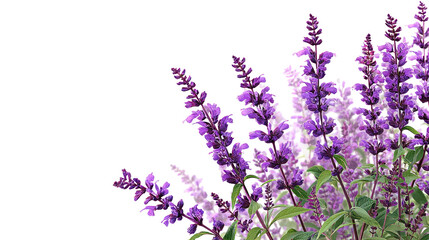 Fototapeta premium Set of Mexican Bush Sage (Salvia leucantha) - Cluster of vibrant Mexican bush sage plants with purple flowers on transparent background