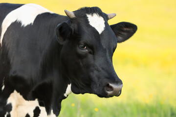 Beautiful cow grazing on green meadow, space for text. Farm animal