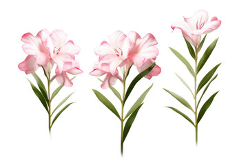 Fototapeta premium Set of Nerium Oleander - Group of Nerium oleander shrubs with green leaves and flowers on transparent background