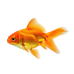 A beautiful orange and yellow goldfish with shimmering scales and flowing fins. Ideal for themes of pets, aquariums, prosperity, and aquatic life.