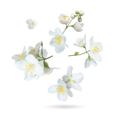 Obraz premium Beautiful jasmine flowers falling on white background