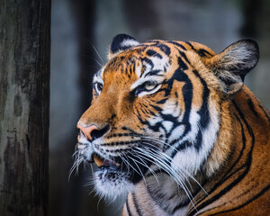 A tiger is looking at the camera with its mouth open