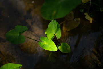 green leaves on the water