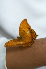 butterfly on a flower