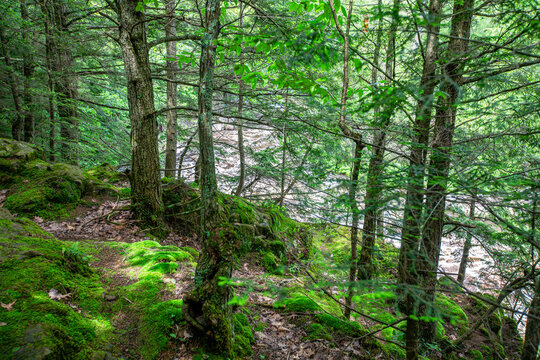 Dells of the Eau Claire River county park in Aniwa, Wisconsin in early summer