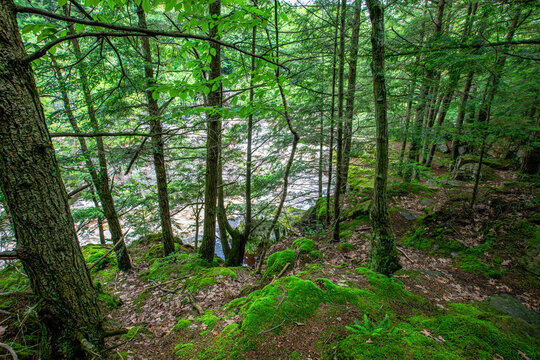Dells of the Eau Claire River county park in Aniwa, Wisconsin in early summer