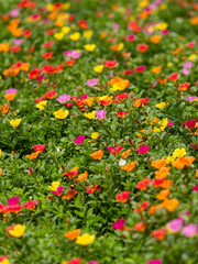 カラフルなポーチュラカが咲く花壇の風景