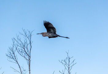 Reddish Egret called Egret rufescens flies over a marsh
