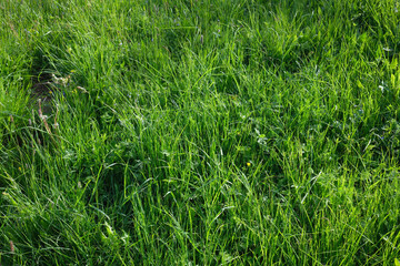 Lush green grass with varying textures and shades Sunlight enhances the vibrant colors creating a natural inviting scene