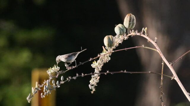 Lucy's warbler bird drinking nectar from blooming flowers