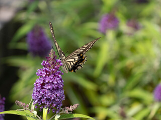 花の蜜を吸うアゲハチョウ