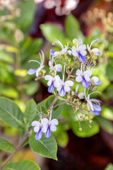Blue butterfly bush Rotheca myricoides also called butterfly Clerodendrum