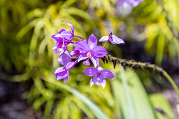 Spathoglottis Purple Orchids also called Spathoglottis plicata