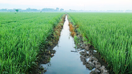 Green rice field with irrigation channel landscape nature agriculture