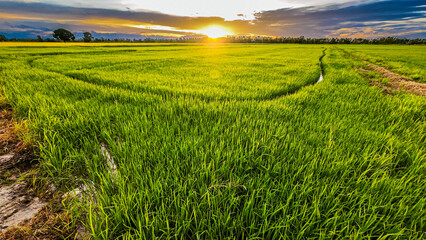 rice field in thailand