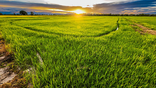rice field in thailand