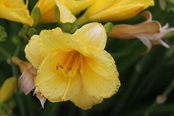 Fototapeta premium Yellow Daffodil
