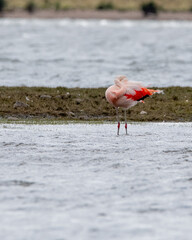 Phoenicopterus chilensis - flamenco chileno 
