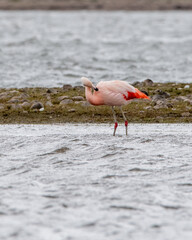 Phoenicopterus chilensis - flamenco chileno 
