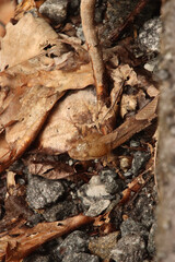 Copperhead