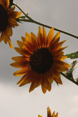 Backlit Sunflower