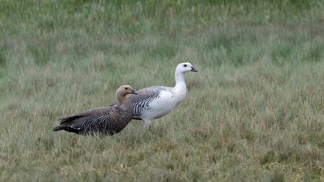 Caiquen - Chloephaga picta 