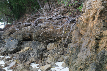 Rocky cliff with trees on the beach revealing the stunning coastline beauty nature. Background seaside.