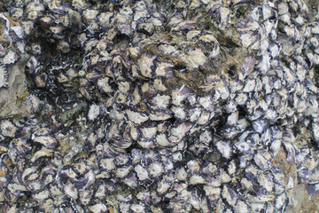 Seashell Fossil Close Up on rock at the beach seaside.  Soft and hard textures found in nature. Background wallpaper. 
