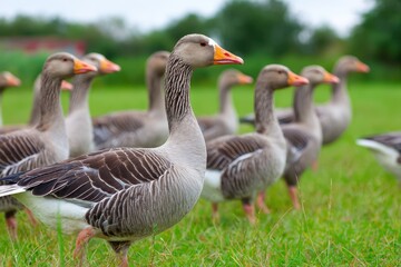 Obraz premium Graceful gray geese stroll on a summer lawn at a village farm known for duck and foie gras with waterfowl hunting opportunities