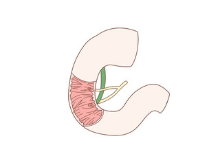 消化器の解剖生理　十二指腸乳頭