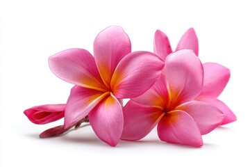 Fototapeta premium Isolated image of a lovely pink plumeria flower on a white backdrop