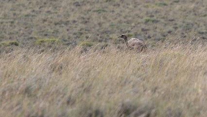 rhea pennata - ñandu - choique